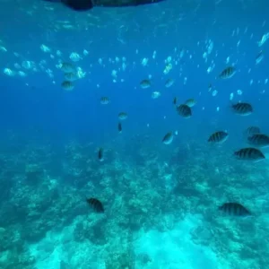 Alternative view of Roatan Glass Bottom Tour – Island Highlights & Beach Day Pass