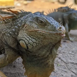 Roatan Iguana Farm Tour