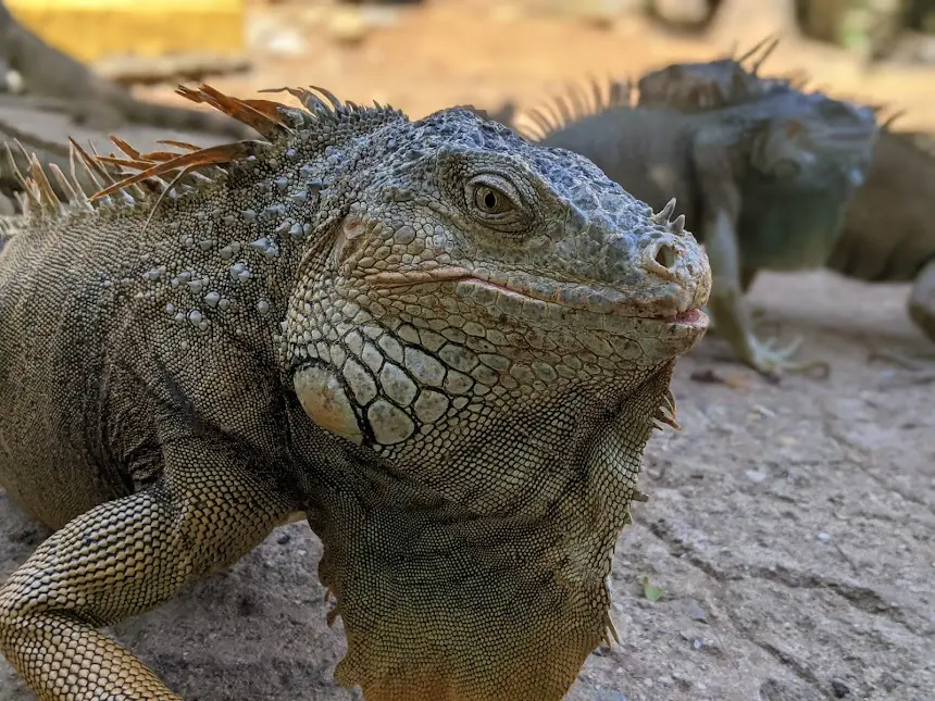 Roatan Iguana Farm Tour