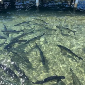 Alternative view of Roatan Iguana Farm Tour – Coconut Factory & Brady’s Cay Beach