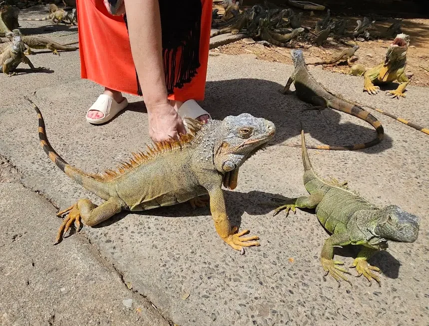 Roatan Iguana Farm Tour – Coconut Factory & Brady’s Cay Beach - Image 4