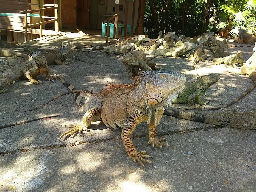 Roatan Iguana Farm Tour – Coconut Factory & Brady’s Cay Beach - Image 3
