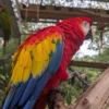 Roatan Monkeys Sloths Beach Tour