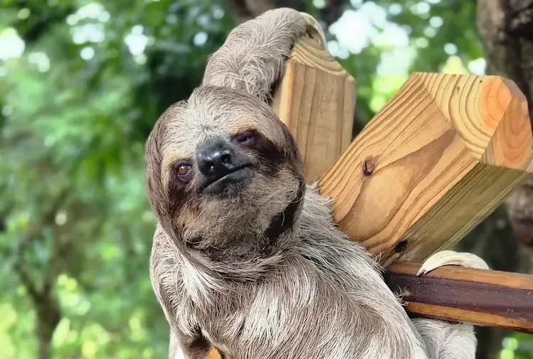 Roatan Monkeys & Snorkeling Tour – Island Highlights Adventure - Image 3