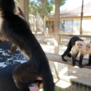 Roatan Monkeys Snorkeling Tour