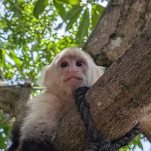 Roatan Monkeys Snorkeling Tour