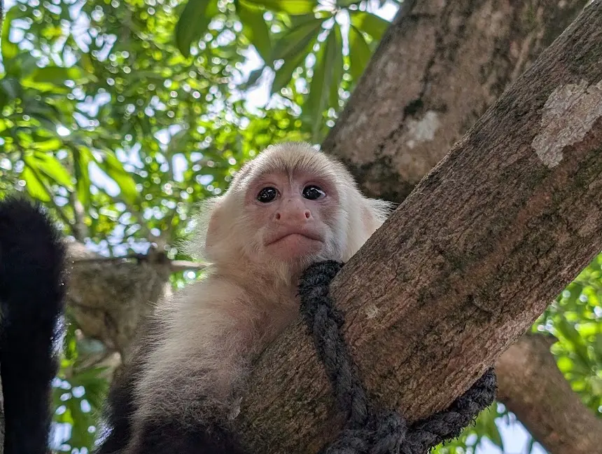 Roatan Monkeys Snorkeling Tour