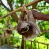 Monkeys and Sloths Island Tour Roatan
