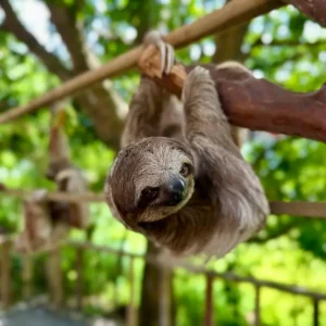 Monkeys and Sloths Island Tour Roatan