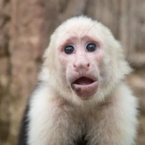Alternative view of Monkeys and Sloths Island Tour Roatan – Wildlife & City Highlights Adventure
