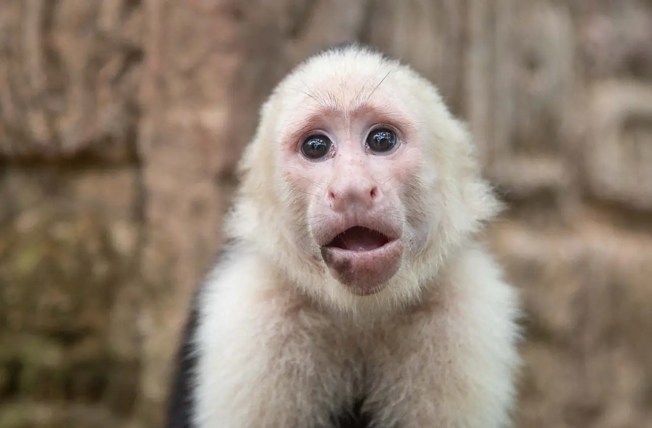 Monkeys and Sloths Island Tour Roatan – Wildlife & City Highlights Adventure - Image 2
