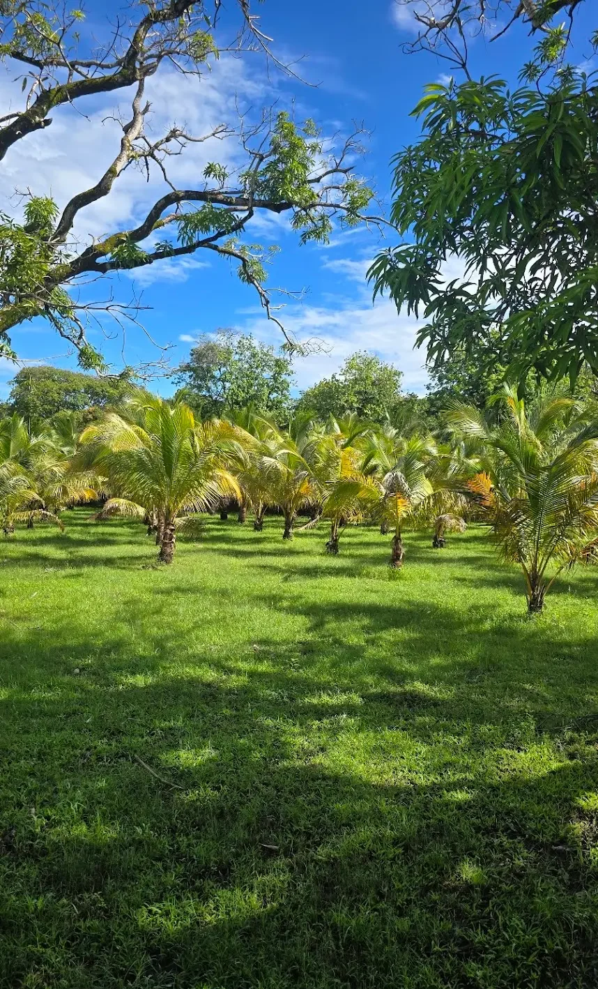 Roatan Iguana Farm Tour – Coconut Factory & Brady’s Cay Beach - Image 6