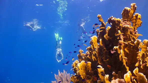 Roatan Monkeys & Snorkeling Tour – Island Highlights Adventure - Image 5
