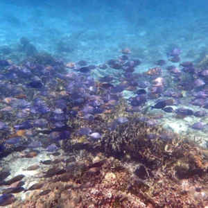 Roatan Snorkeling Beach Tour
