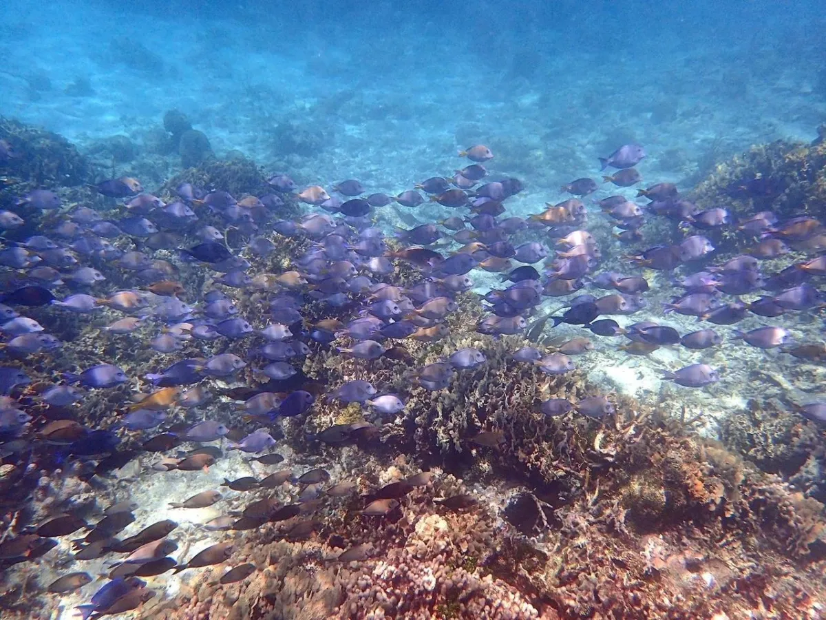 Roatan Snorkeling Beach Tour